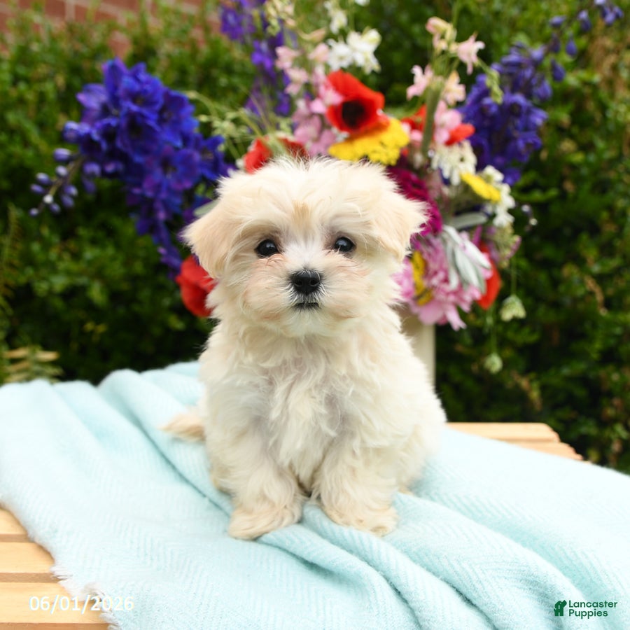 Maltese dogs for sale: Casper - Ad 2