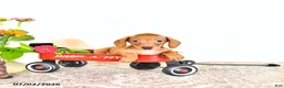 Miniature Dachshund dogs for sale: Corey - Ad 3