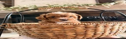 Cavapoo dogs for sale: Captain  - Ad 11