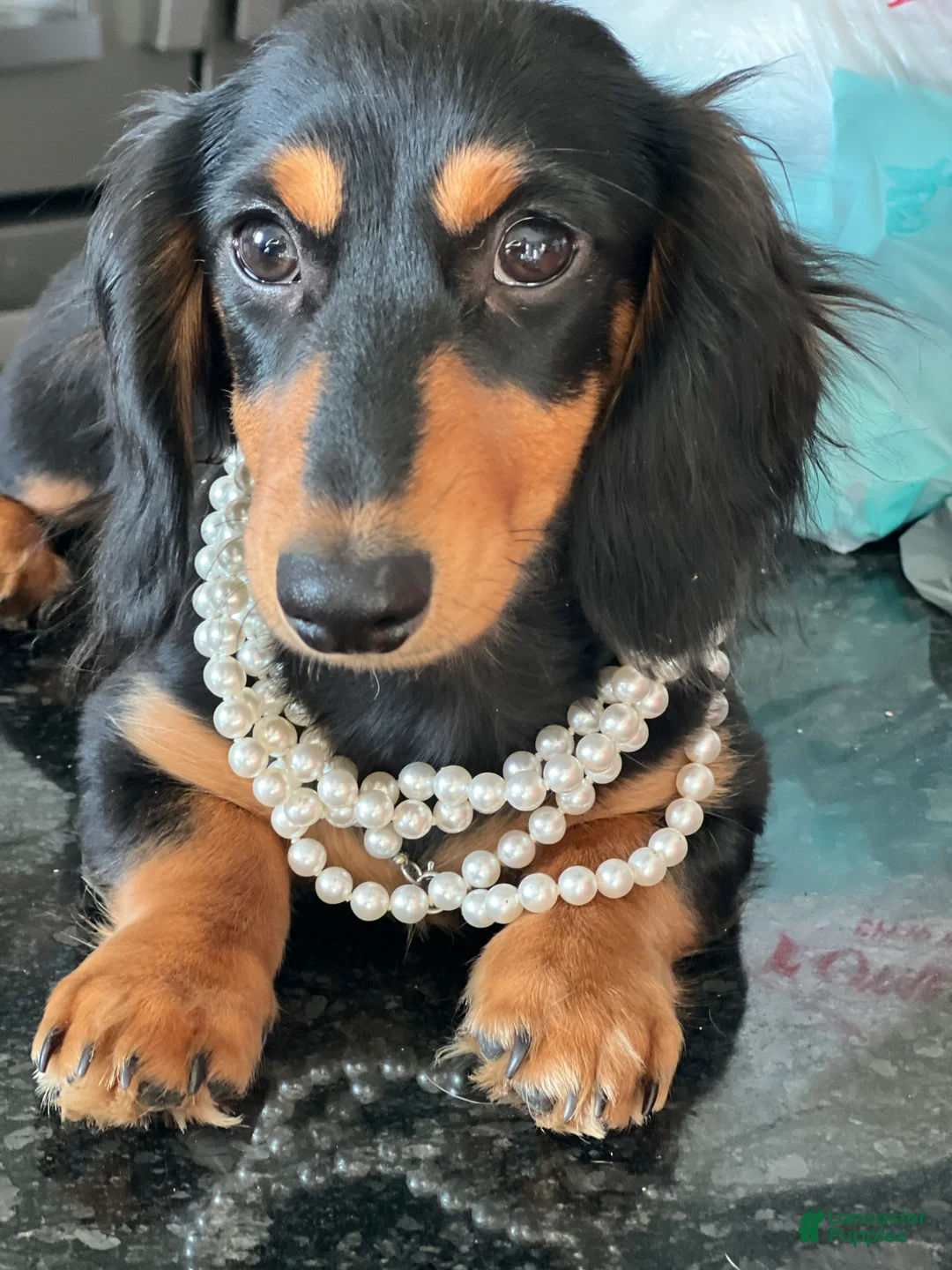 Dachshund dogs for sale: Dachshund Puppy 1 - Ad 11