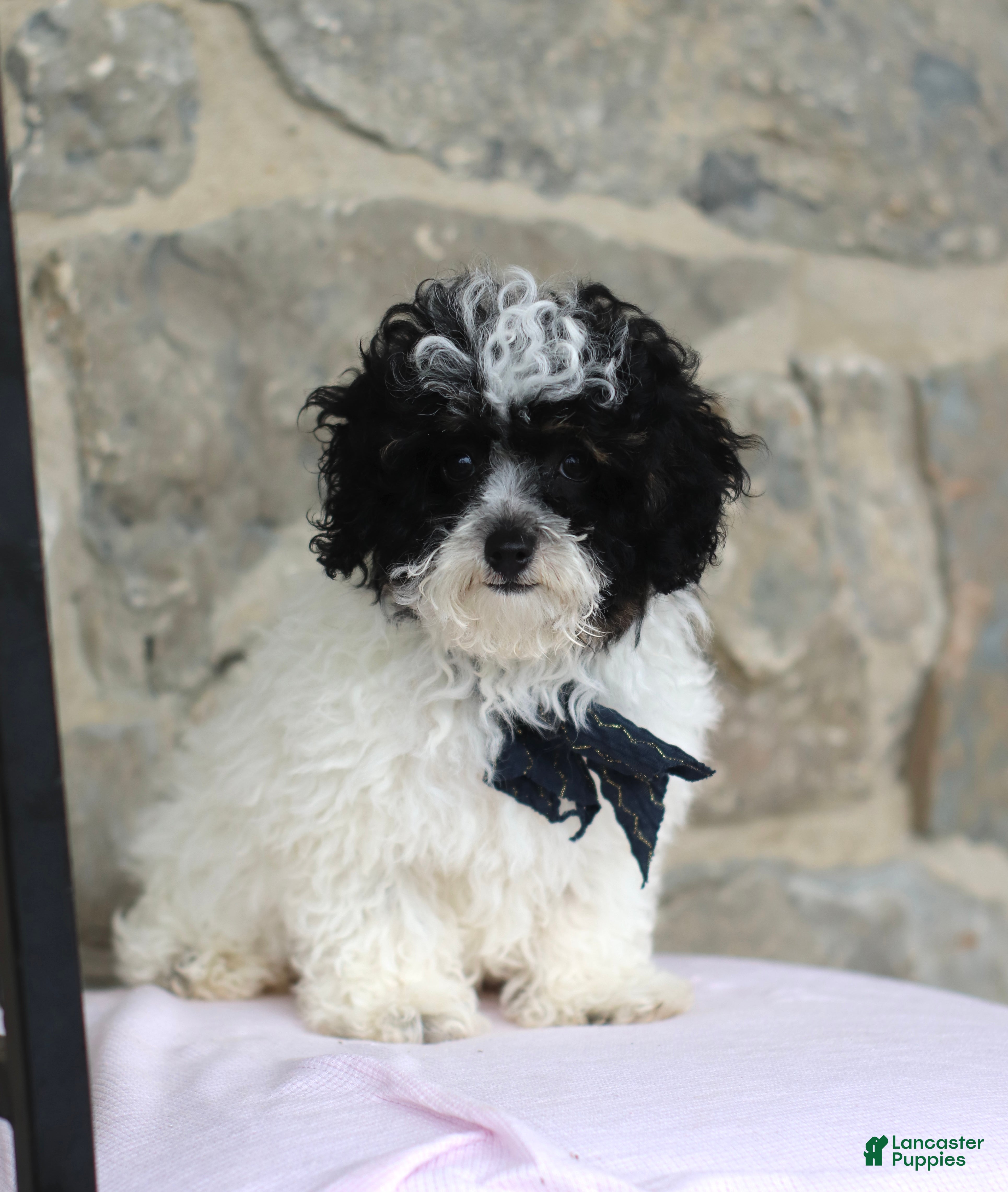 Toy Poodle dogs Kaden - Ad 1