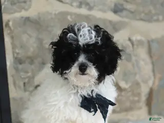 Toy Poodle dogs for sale: Kaden - Ad 2