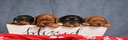 Cavapoo dogs for sale: Fabian - Ad 12