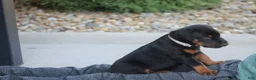 Doberman Pinscher dogs for sale: Charlie - Ad 7
