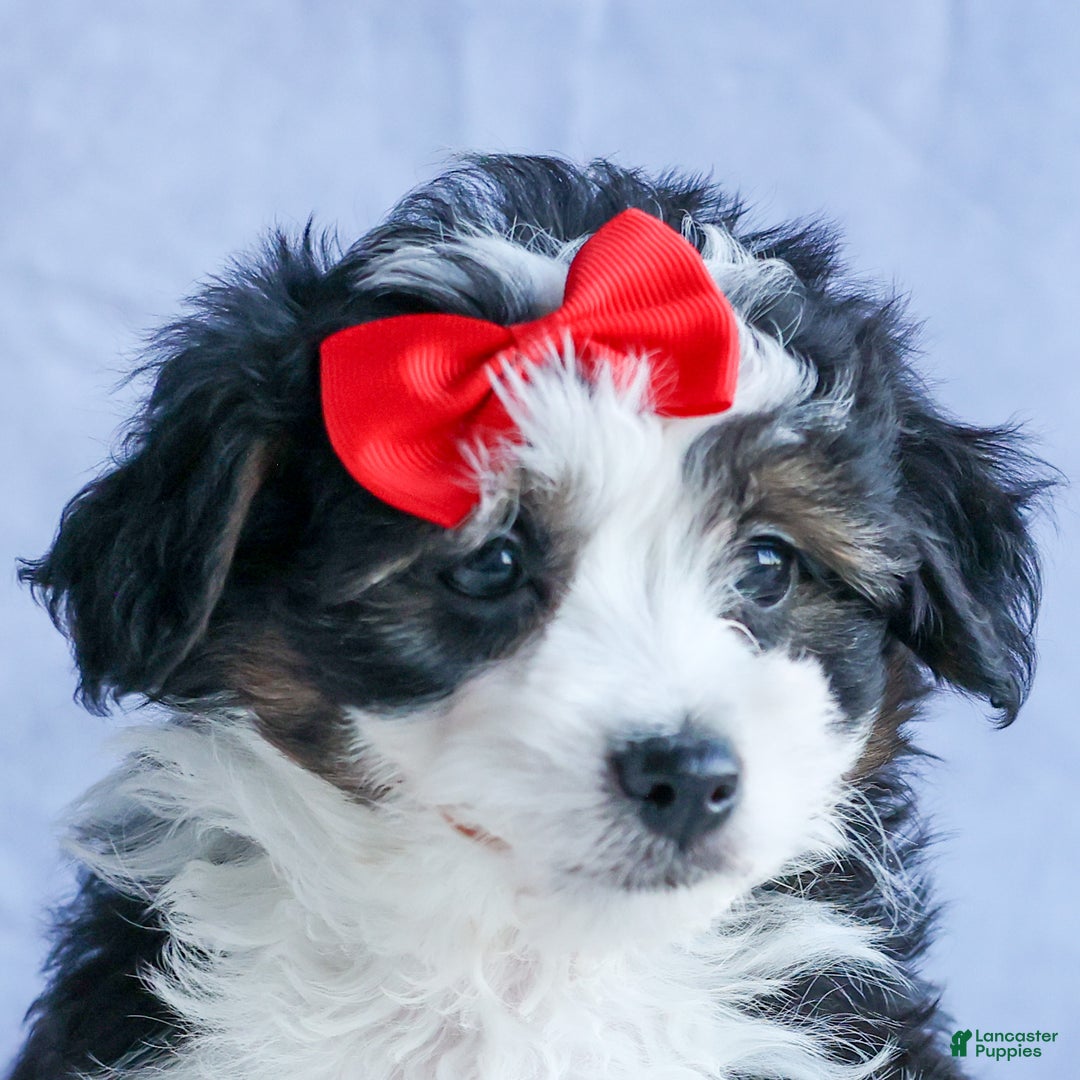 Mini Aussiedoodle dogs for sale: LEE - Ad 17