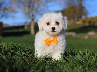 Bichpoo dogs - Ad 30