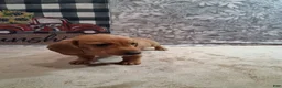 Miniature Dachshund dogs for sale: Husky - Ad 6