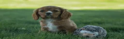 Cavalier King Charles Spaniel dogs for sale: Fletcher 🐶💙 - Ad 15
