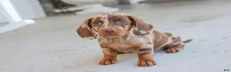 Dachshund dogs for sale: Latte - Ad 4