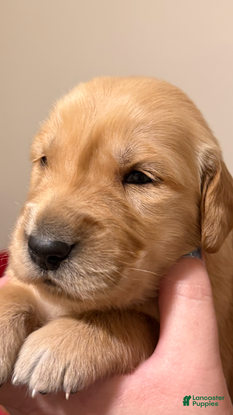 Golden Retriever dogs Golden Retriever 3 - Ad 38