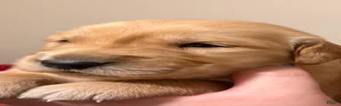 Golden Retriever 3
