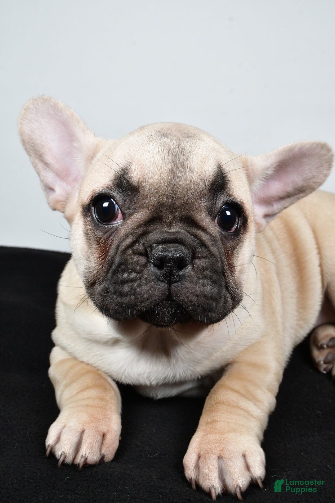 French Bulldog dogs for sale: Hazel - Ad 5