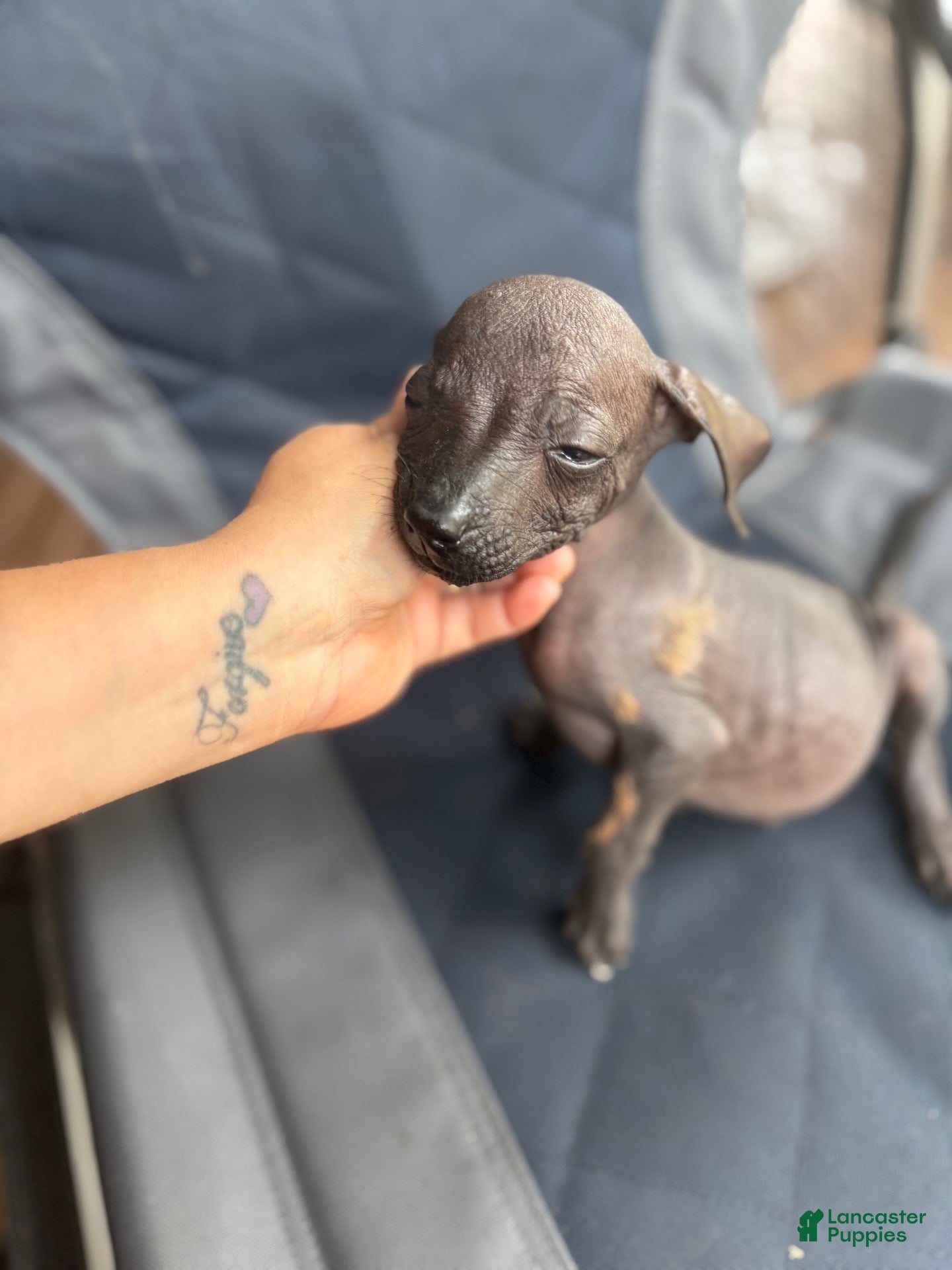Xoloitzcuintle dogs Xoloitzcuintle 1 Wolverine  - Ad 8