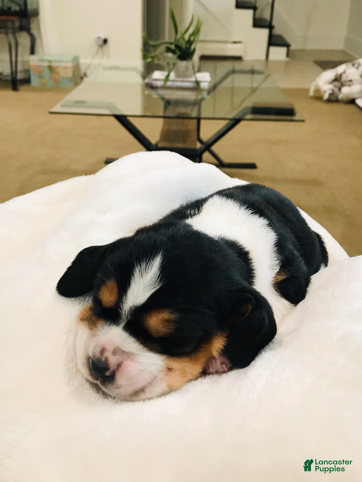 Basset Hound dogs Jewel-Female - Ad 1