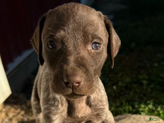 German Shorthaired Pointer dogs German Shorthaired Pointer Puppy 2 - Ad 28