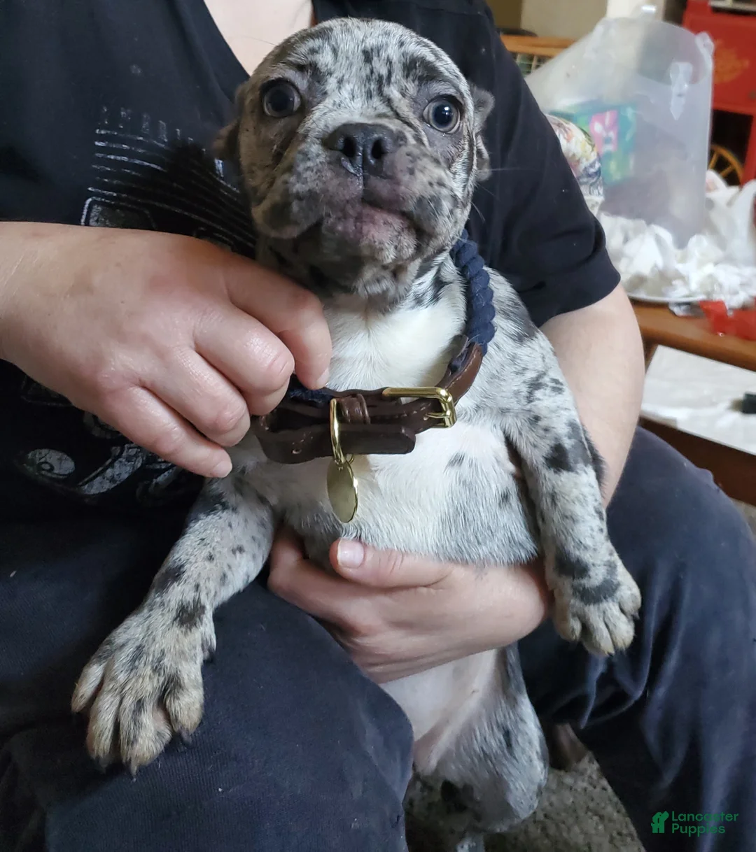 French Bulldog dogs for sale:  Checkie - Ad 1