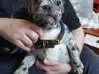 French Bulldog dogs Checkie - Ad 24