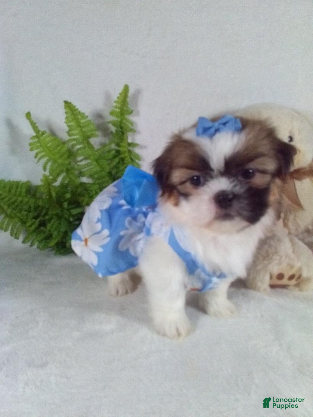 Shih Tzu dogs for sale: Cookie - Ad 2