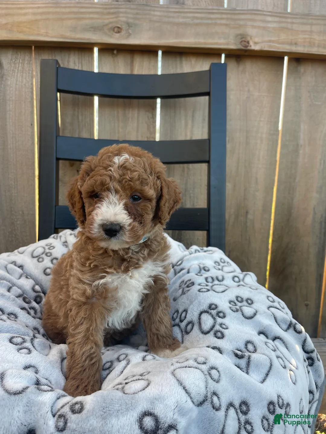 Mini Goldendoodle dogs for sale: Mini Goldendoodle Puppy 4 - Ad 3