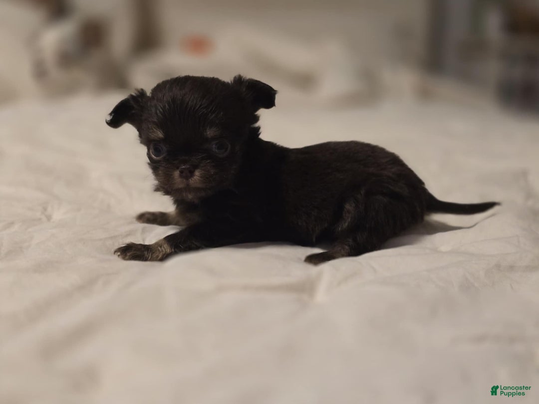 Chihuahua dogs for sale: Jack - Ad 4