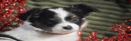 Papillon dogs for sale: Bison - Ad 3