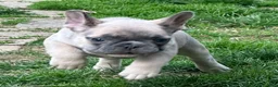 French Bulldog dogs for sale: French Bulldog Puppy 4 - Ad 4