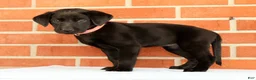 Labrador Retriever dogs for sale: Brooke - Ad 8