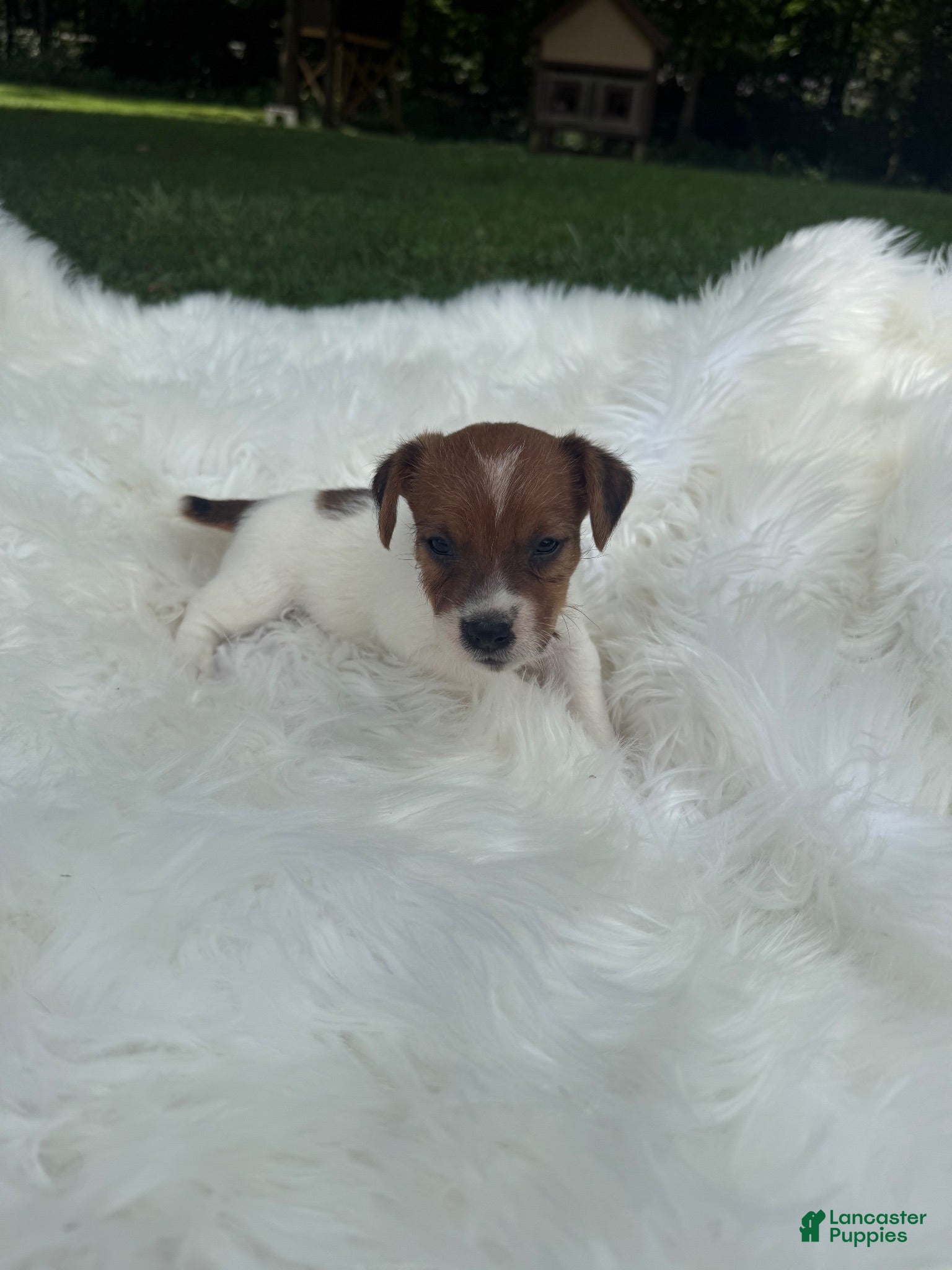 Jack Russell Terrier dogs UKC Brody - Ad 1
