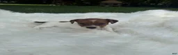Jack Russell Terrier dogs for sale: UKC Brody - Ad 1