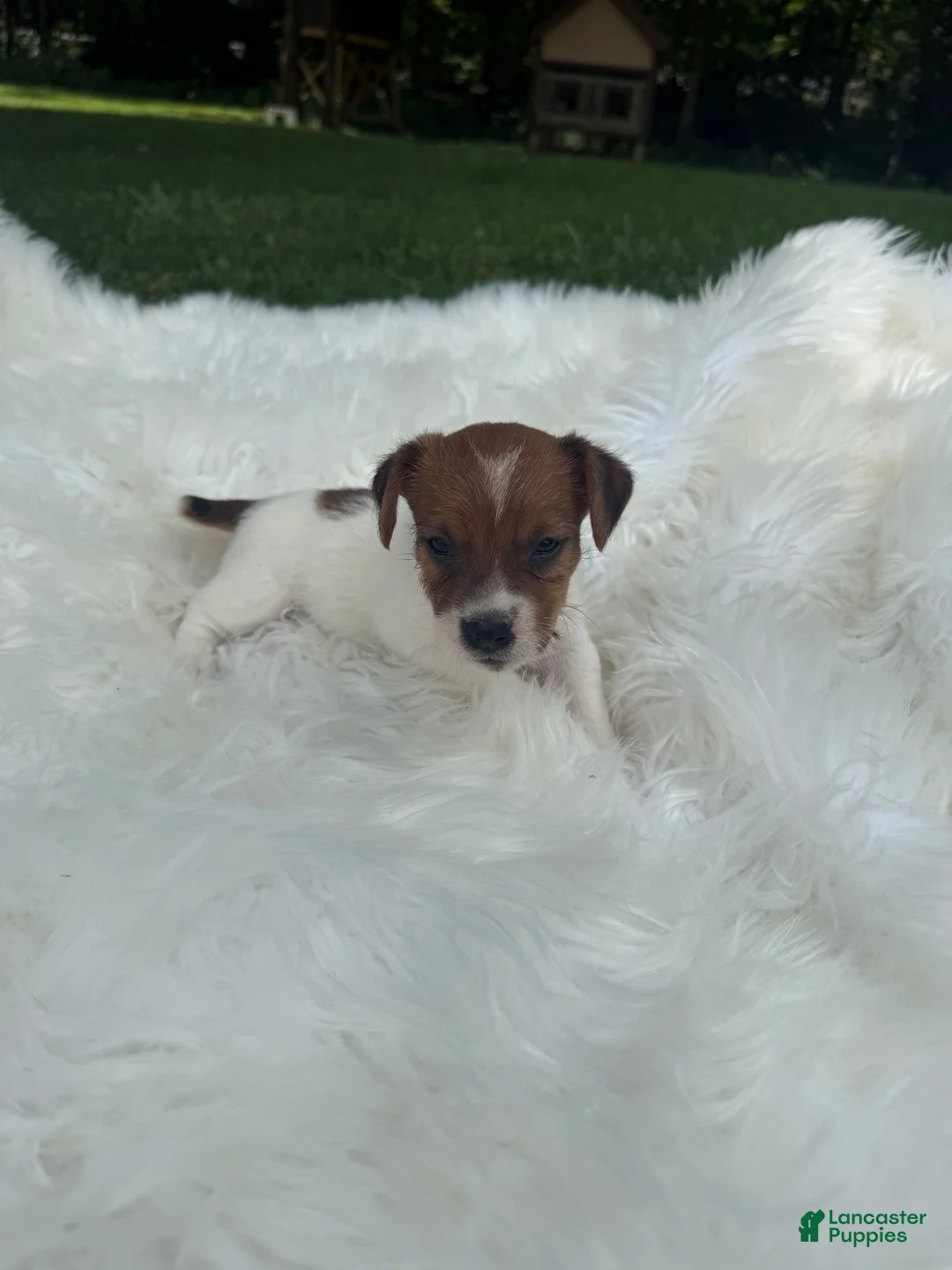 Jack Russell Terrier dogs for sale: UKC Brody - Ad 1