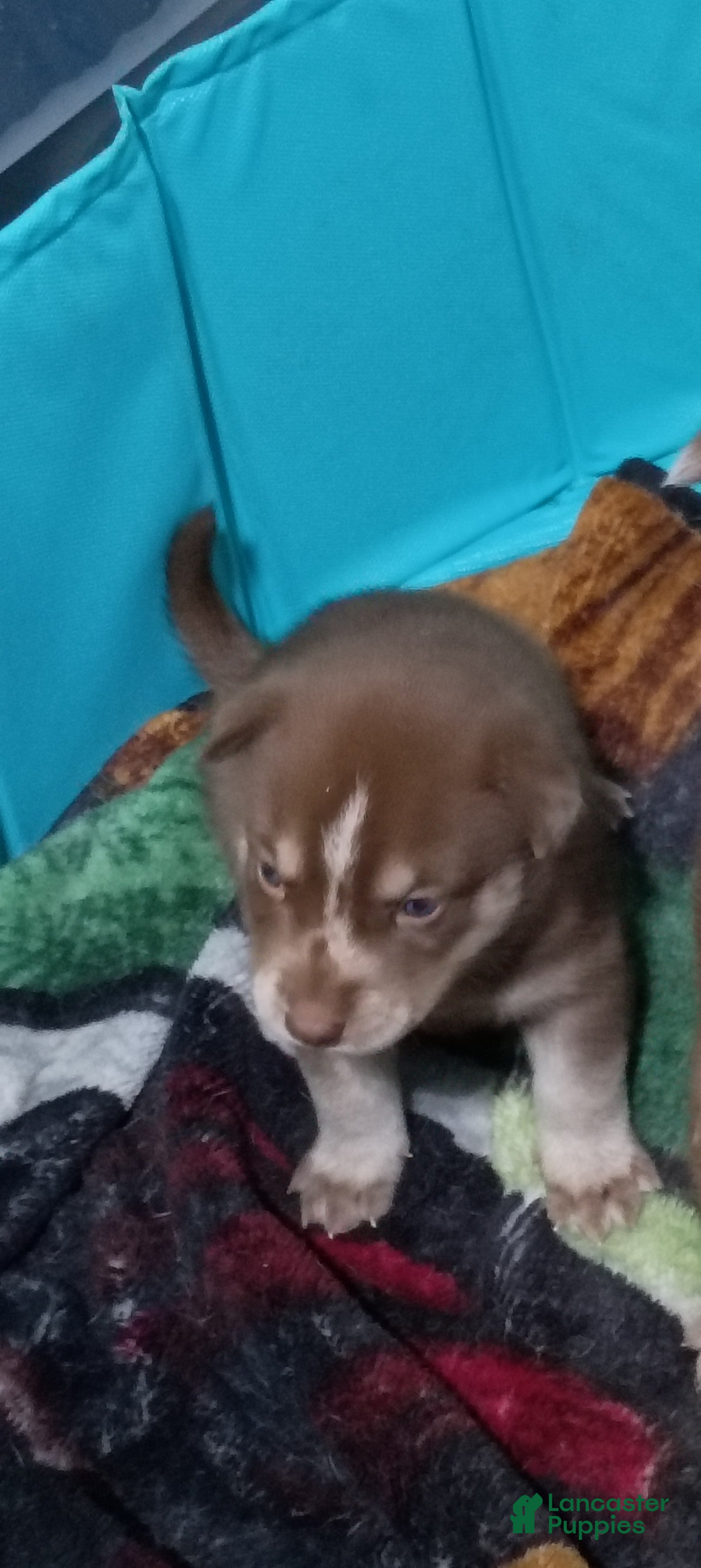 Siberian Husky dogs Red Collar 4th Born - Temp Name is Ruby - Ad 1