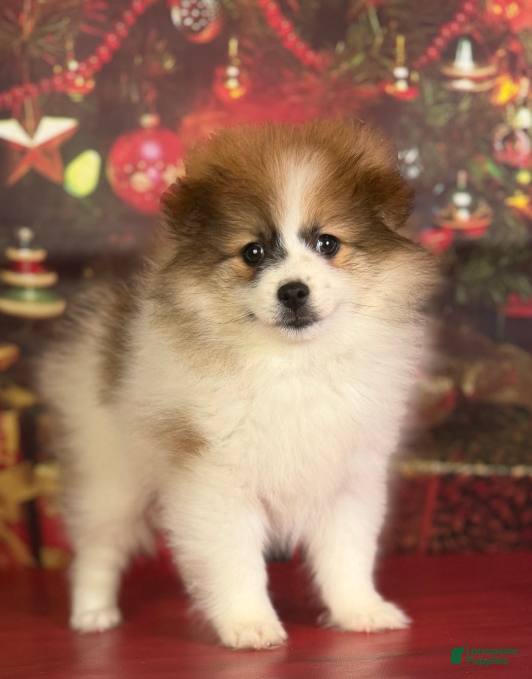Pomeranian dogs for sale: Nelly - Ad 6