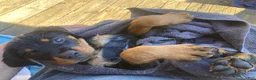 Rottweiler dogs for sale: Poseidon - Ad 12