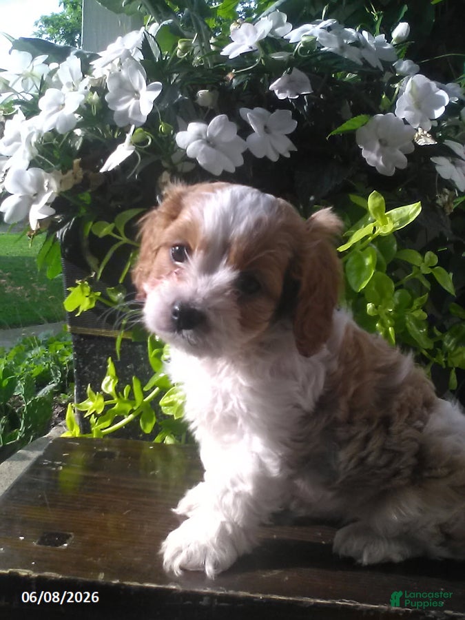 Cavapoo dogs Dixie - Ad 2