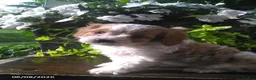 Cavapoo dogs for sale: Dixie - Ad 2