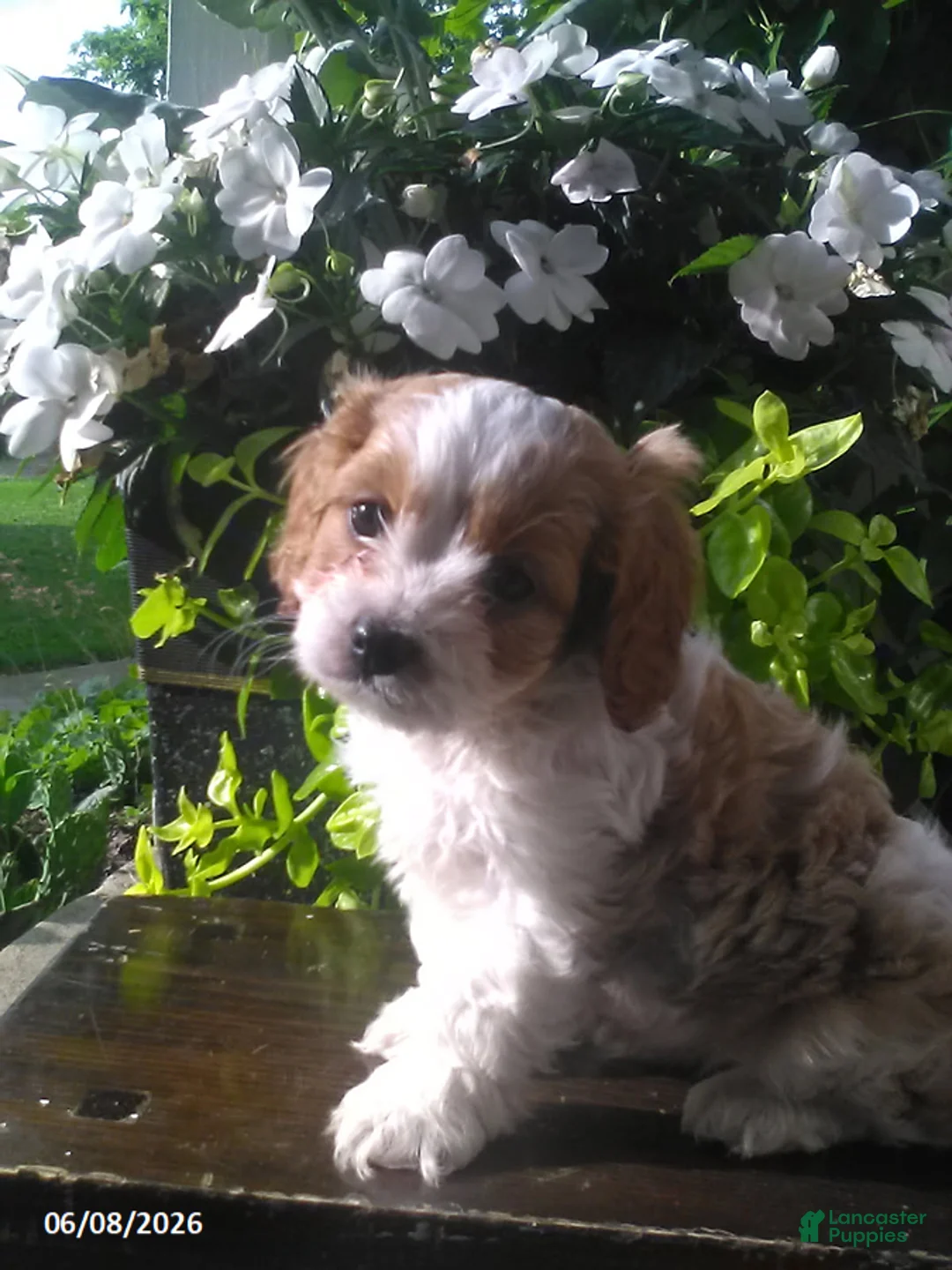 Cavapoo dogs for sale: Dixie - Ad 2