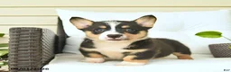 Welsh Corgi Pembroke dogs for sale: Bandit  - Ad 4