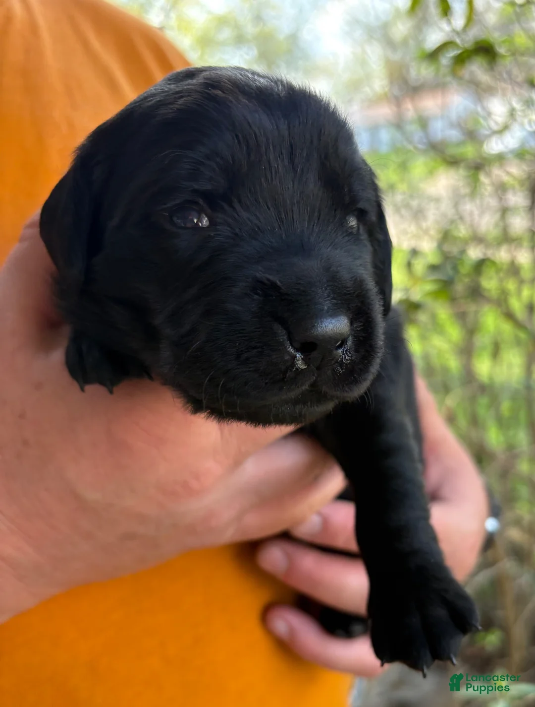 Mixed Breed dogs for sale: Golden Labradoodle Puppy 2 - Ad 2