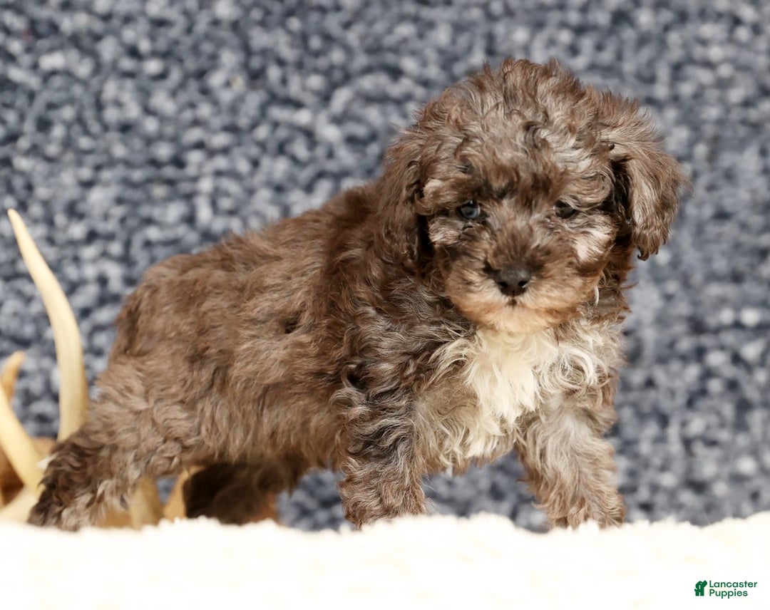 Havapoo dogs for sale: Evan - Ad 2