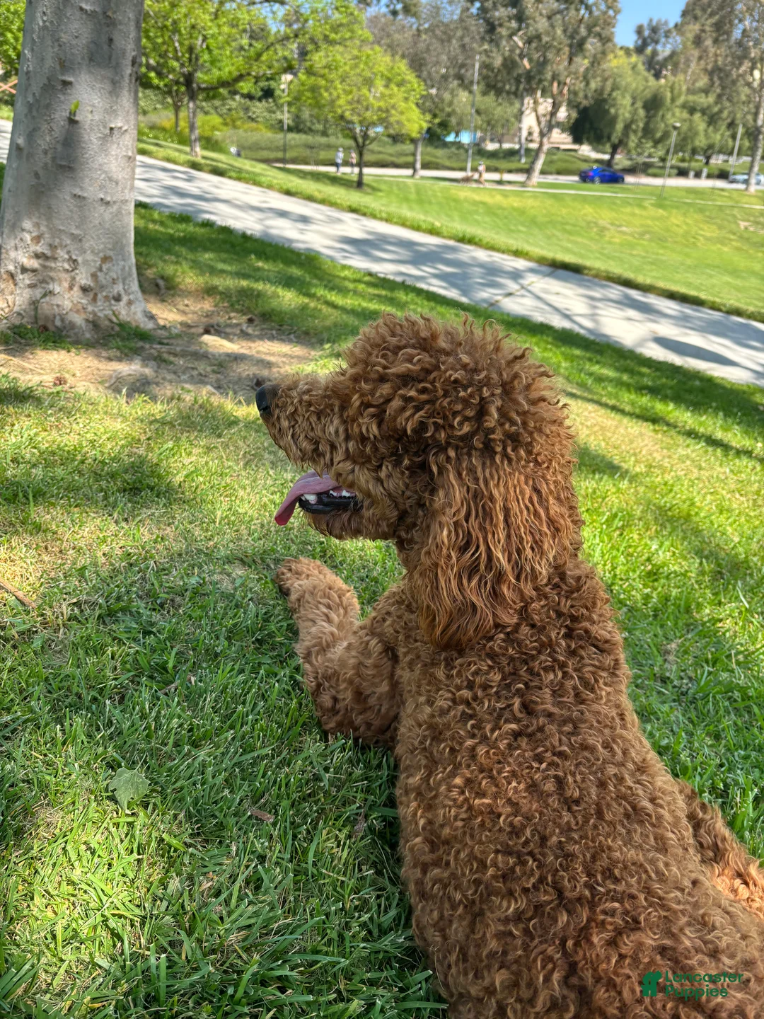 Standard Poodle dogs for sale: Atlas - Ad 20