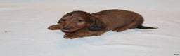Miniature Dachshund dogs for sale: Prancer - Ad 4