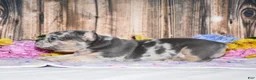 French Bulldog dogs for sale: Flash - Ad 4