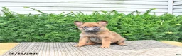 Mixed Breed dogs for sale: Athena - Ad 4