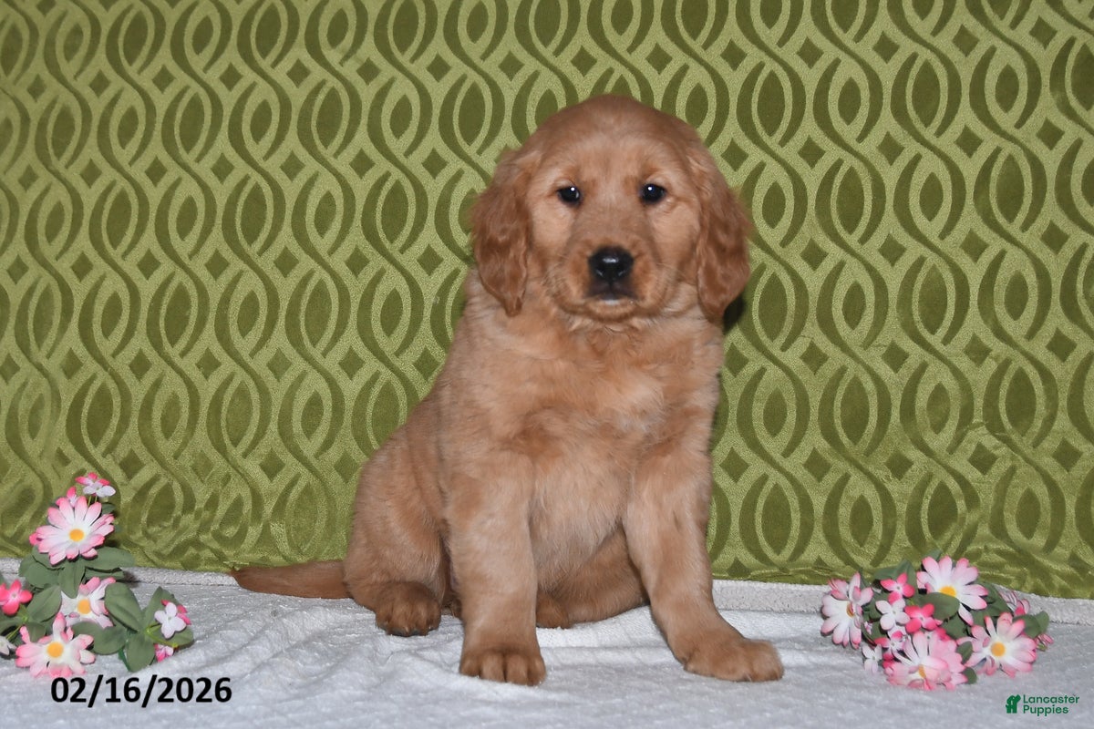 Golden Retriever dogs Skye - Ad 1