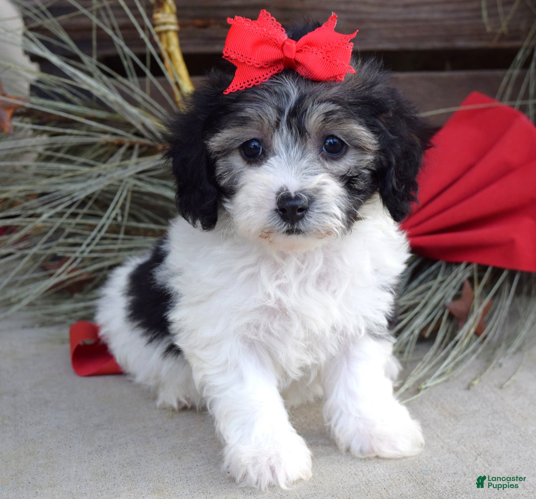 Bichpoo dogs for sale: Stella - Ad 5