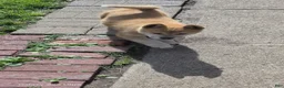 Akita dogs for sale: Akita Puppy 3 - Ad 13