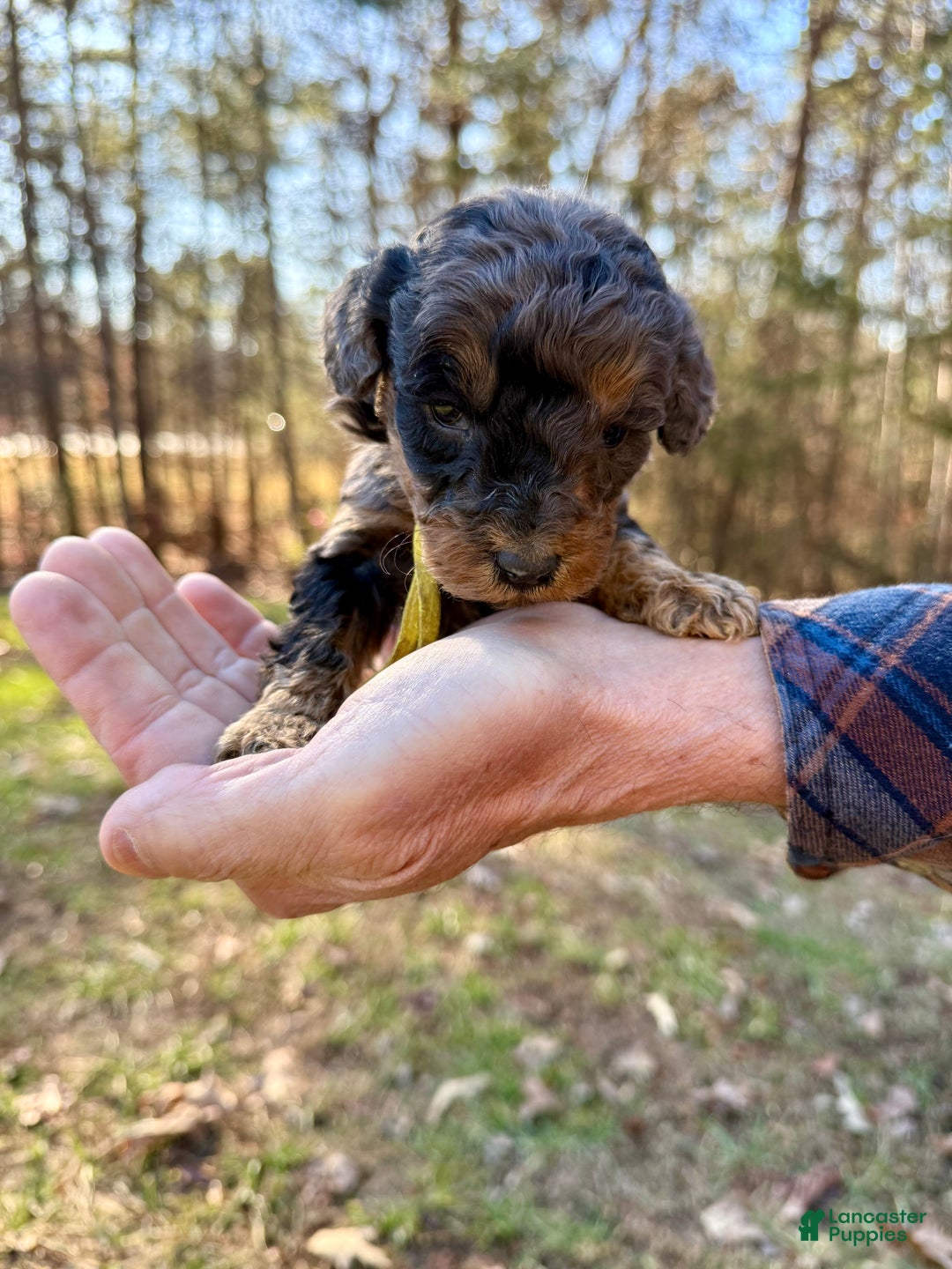 Goldendoodle dogs for sale: Goldendoodle Puppy 2 - Ad 4