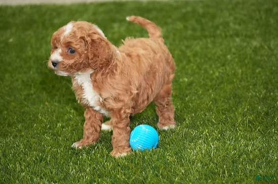 Cavapoo dogs Brooklyn - Ad 7