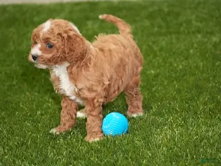 Cavapoo dogs Brooklyn - Ad 7