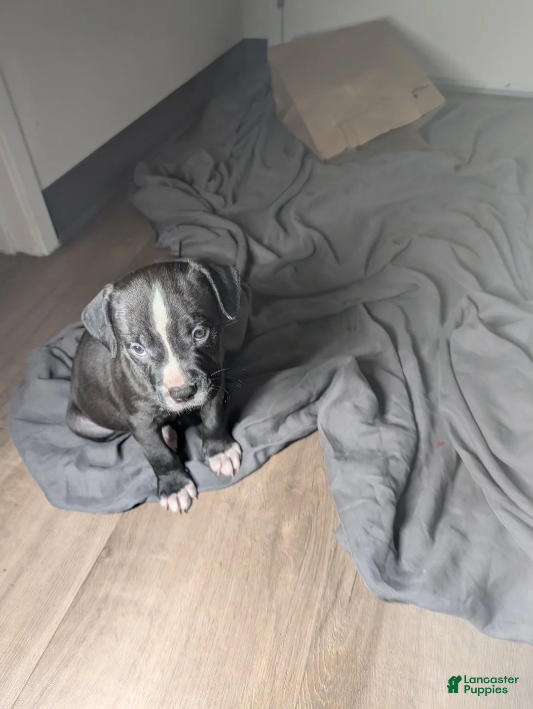 American Pit Bull Terrier dogs for sale: Taz - Ad 2